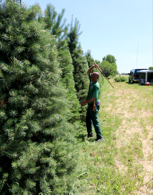 A man shearing pine trees.